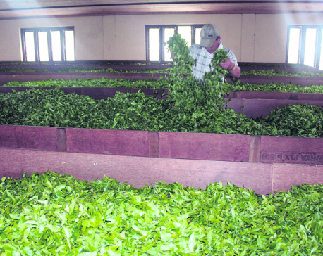 Better yield brings joy to tea estates